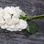 Top Flower Shops in Lane Cove for Every Occasion