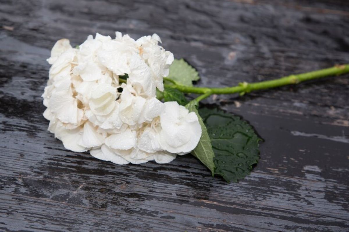 Top Flower Shops in Lane Cove for Every Occasion