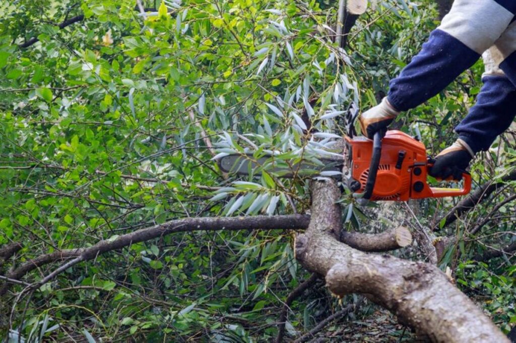 tree loppers sydney
