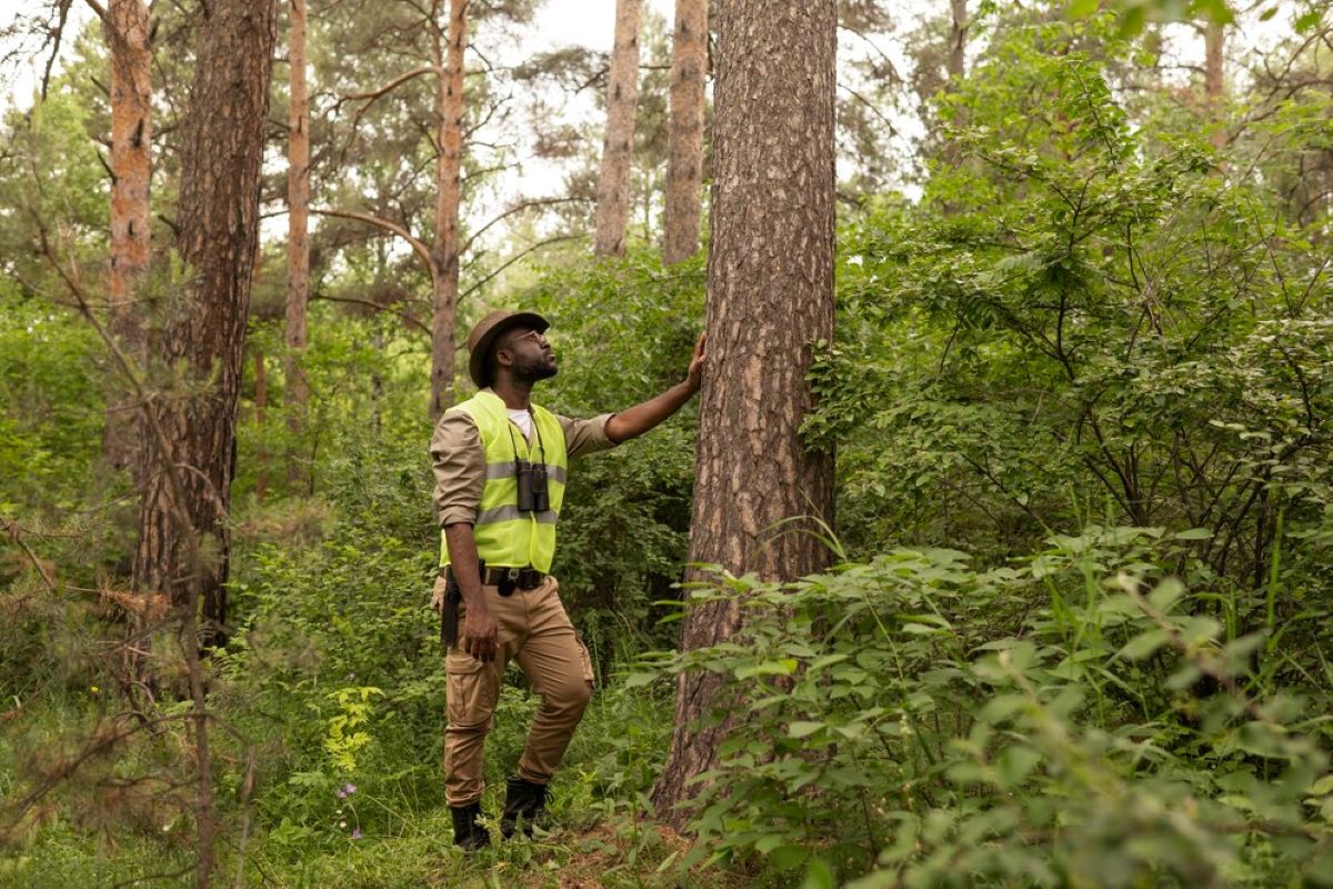 Choosing Professional Tree Lopping Sydney Over DIY Solutions