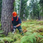 5 Ways Tree Loppers Sydney Can Save Your Property from Damage