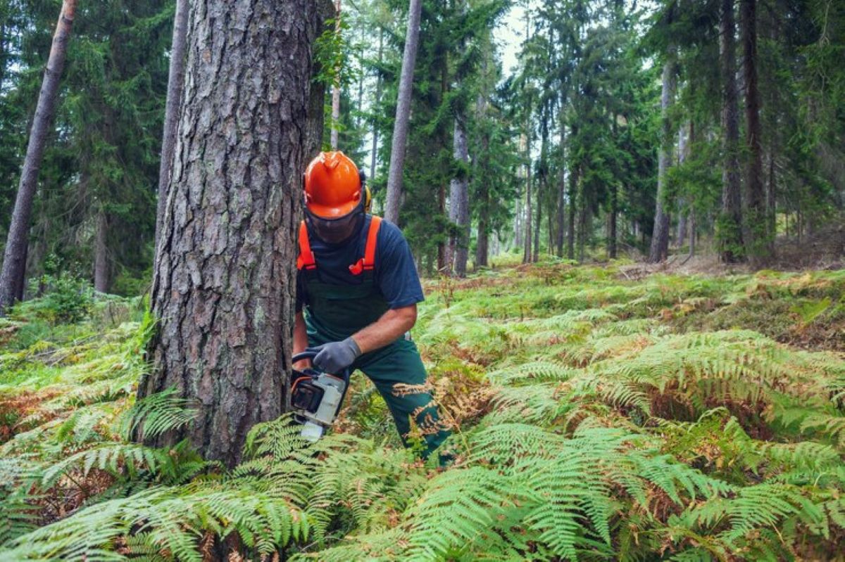 5 Ways Tree Loppers Sydney Can Save Your Property from Damage