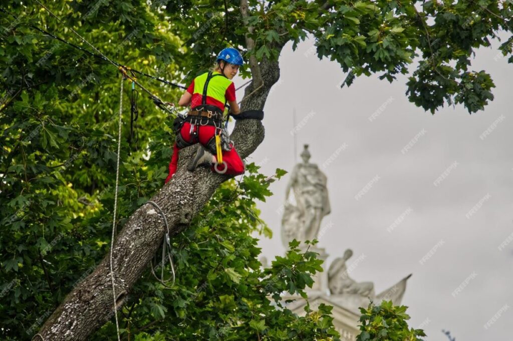 tree lopping sydney