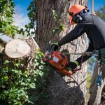 Tree Removal Near Me: Finding Local Experts in Sydney