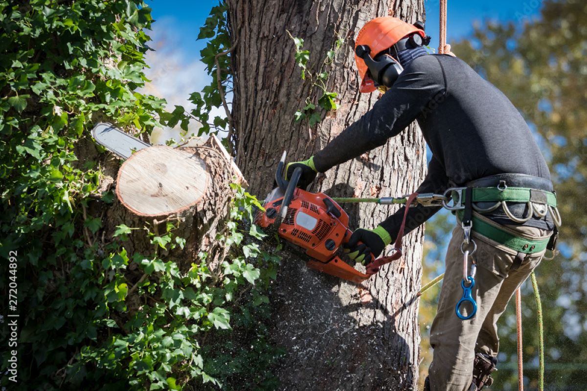 Tree Removal Near Me: Finding Local Experts in Sydney